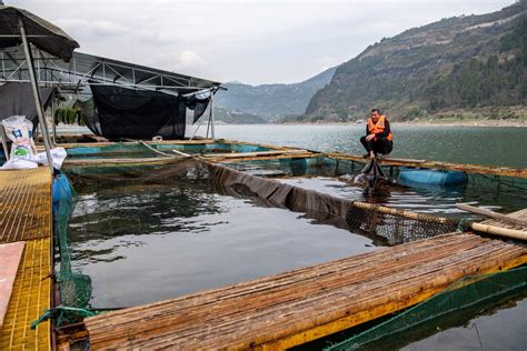 Artificial breeding of Yangtze sturgeon embraces positive results-Xinhua