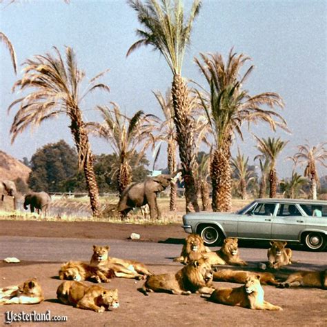 Yesterland: Lion Country Safari in California (1970-1984)