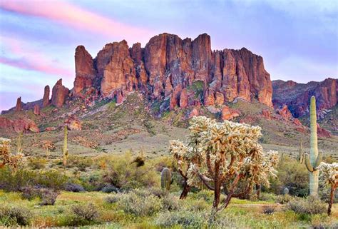 Arizona Native Plants