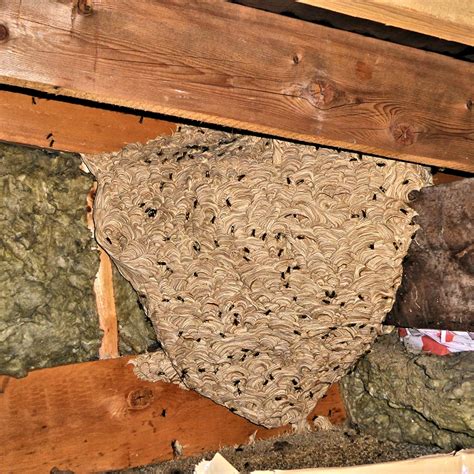 Wasp Nest © David Dixon :: Geograph Britain and Ireland