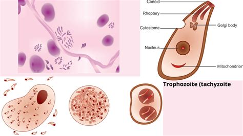 Toxoplasma gondii: Morphology, Lab diagnosis-NotesMed >