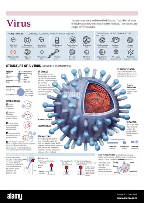 Infographics of the structure of the influenza virus, the classification of viruses and their ...