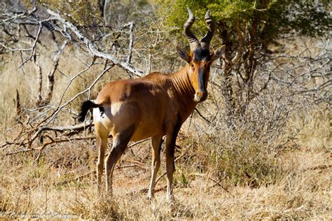 Red Hartebeest – birding101.co.za