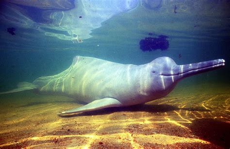 Amazon River Dolphin Photograph by Greg Ochocki - Pixels