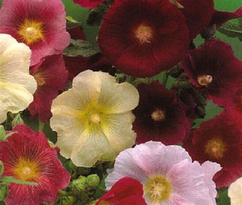 Hollyhock Nigra Alcea Rosea Seeds