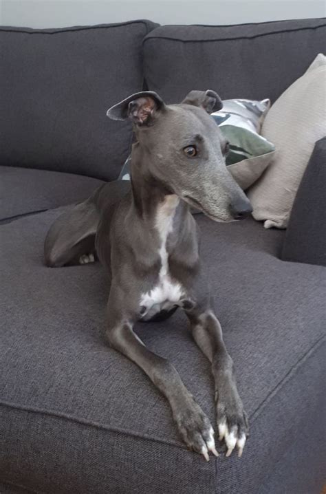 Exceptional Whippet Pups KC Assured Home Breeder | Frinton On Sea ...