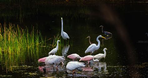 Best Birding Spots In Palm Beaches - Photo Masters Workshops