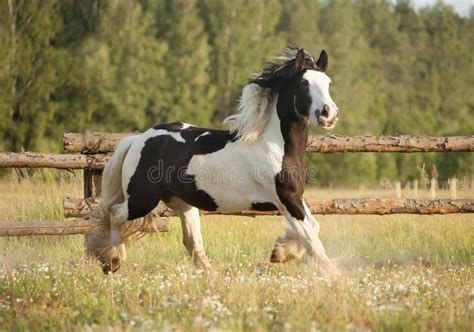 Skewbald Gypsy Vanner Horse Gallops in Pasture Stock Photo - Image of horse, mammal: 42829964