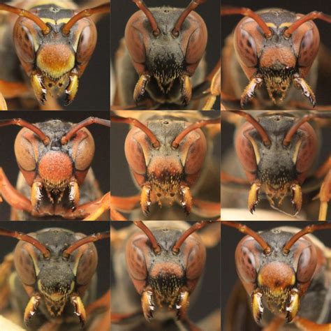 This Wasp Can Recognize Faces. Others Aren’t So Lucky. | NOVA | PBS