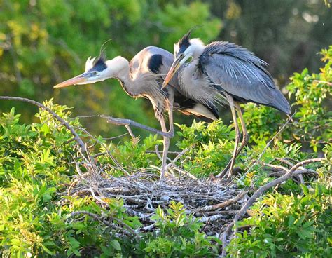 Great Blue Heron Nesting Couple Photograph by Patricia Twardzik