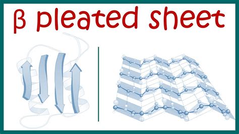 Beta pleated sheet || Secondary structure of protein - YouTube