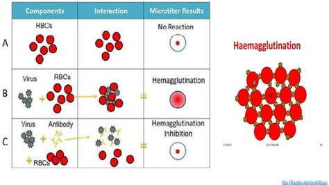 Virus culture and cytopathic effect