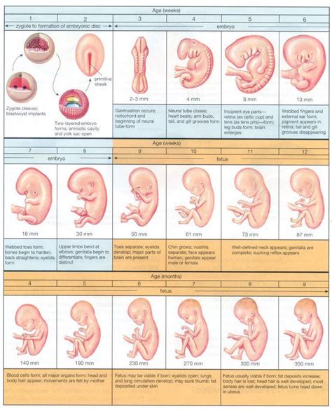 Baby Stages By Week Baby Stages By Week | Baby development chart, Baby development, Baby health