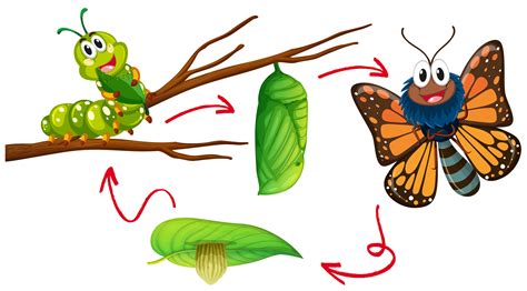 Butterfly life cycle diagram 302936 Vector Art at Vecteezy