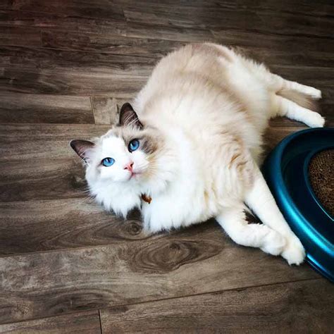 Ragdoll Cat Personality and Characteristics • OurFriends4Ever