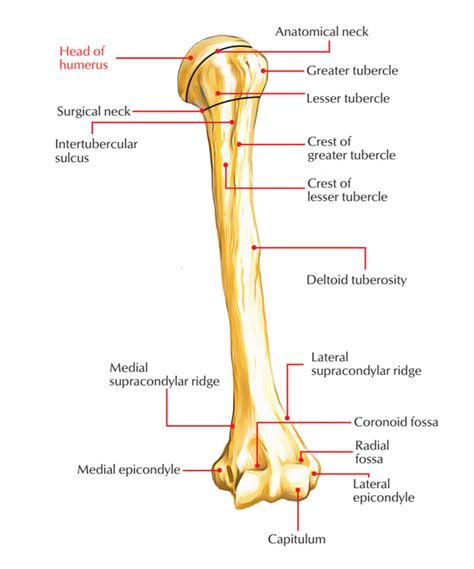 Head of the Humerus – Earth's Lab