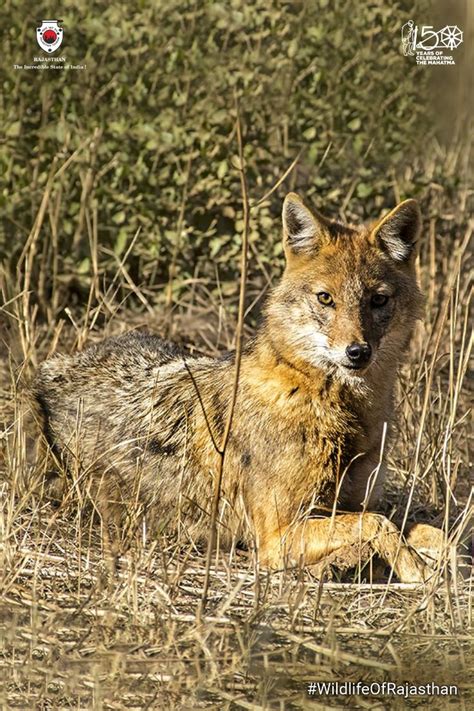 Nearly 90% of the area in the Sariska Wildlife Sanctuary is covered ...