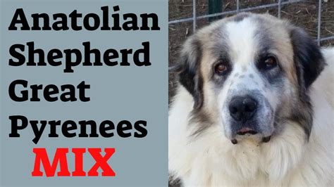 Anatolian Shepherd/Great Pyrenees mix lifespan (The Anatolian Pyrenees ...