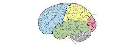 The Properties of Human Memory and Their Importance for Information ...