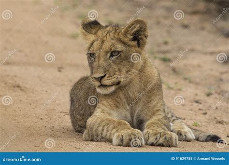 Lion cub lying down stock image. Image of lion, baby - 91629755