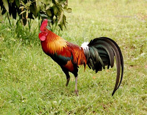 Jungle-fowl | Fancy chickens, Chicken pictures, Jungle birds