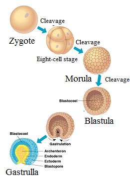 Morula Blastula Gastrula