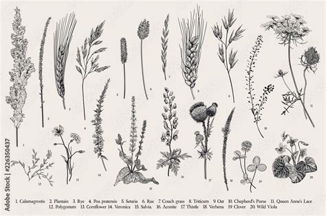 Summertime. Plants of fields and forests. Flowers, cereals. Vector vintage botanical ...