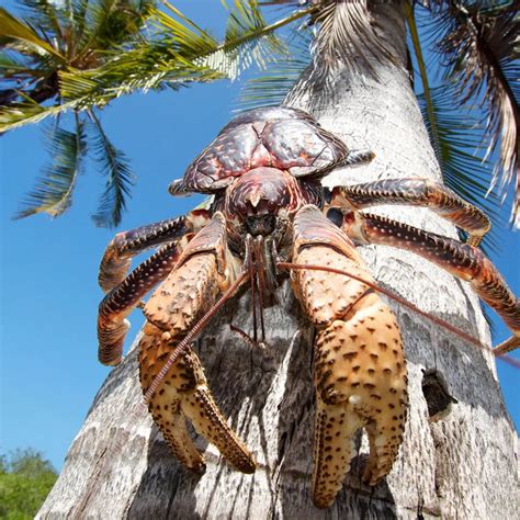 Can crabs be impressive? - Carnivora