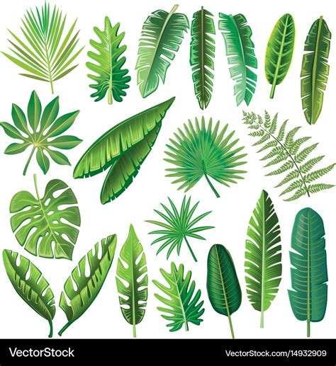 Tropical leaves Royalty Free Vector Image - VectorStock