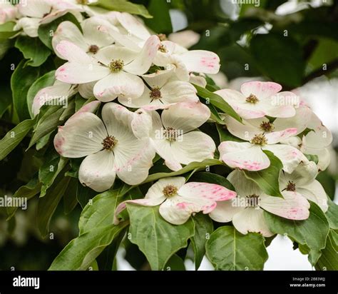 Closeup of beautiful dogwood tree flowers in white and pink blooming in spring Stock Photo - Alamy