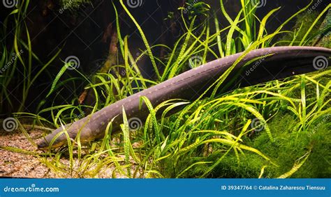 Electric eel stock photo. Image of freshwater, defense - 39347764