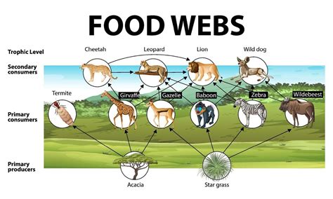 Tiger Food Web
