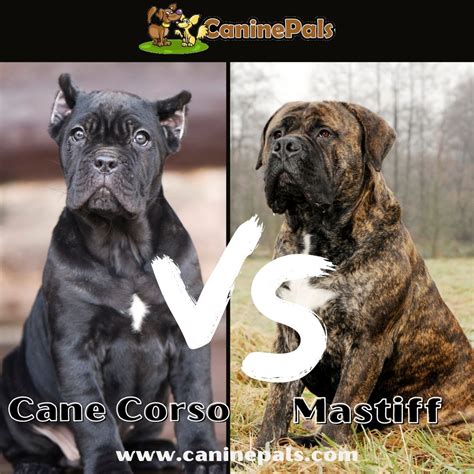 Cane Corso vs Mastiff - What Sets Them Apart? - Canine Pals