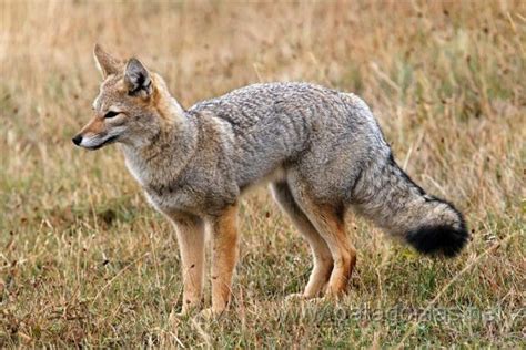 Gray Fox Facts | Anatomy, Diet, Habitat, Behavior - Animals Time