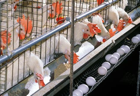 The Key Points To Chicken Farm With Modern Poultry Equipment - Livi Poultry Farming Equipment