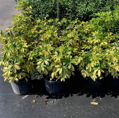 Variegated Arboricola Schefflera | Troy's Tropics: Retail Plant Nursery ...