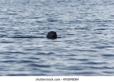 Swimming Harbour Seal Facing Into Camera Stock Photo 495898084 ...