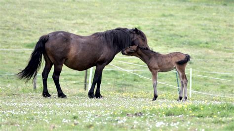 Mare With Her Foal Free Stock Photo - Public Domain Pictures