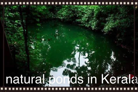 Natural ponds in Kerala| travel Kerala # tourism in Kerala # best Kerala holiday packages ...