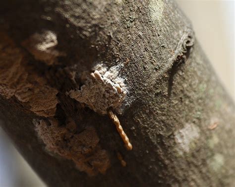 Lanternfly eggs spotted in NYC: Here’s what they look like, how to ...