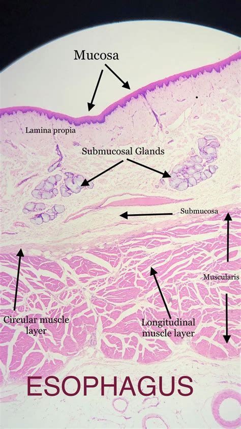 Esophagus Histology.