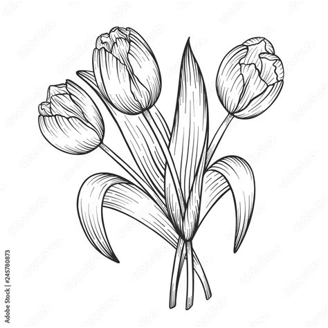 Tulip Flower Clip Art Black And White