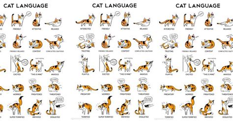 Feline Mysteries Solved With Cat Body Language Chart | Langage chat, Language des chats, Chat ...