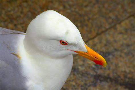 Seagull closeup stock image. Image of gull, wildlife - 41019765