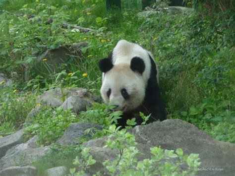 In Search Of Pandas At Schoenbrunn | Le Chic En Rose