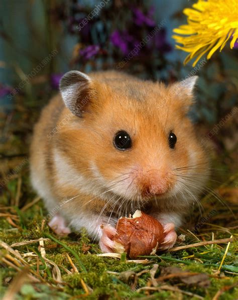 Golden Hamster - Stock Image - C014/4193 - Science Photo Library