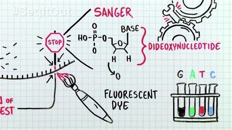 How Does Sanger Sequencing Work? - Behind the Bench