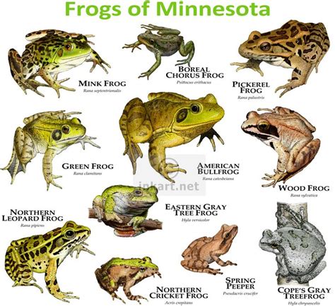 Frogs Species of Minnesota | Frog species, Frog, Animal species