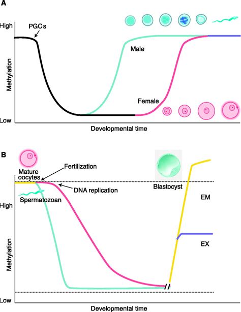 Epigenetic Reprogramming in Mammalian Development | Science
