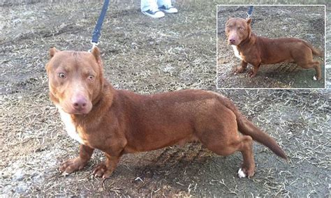 Rami the pitbull-dachshund goes viral as potential owners line up to ...